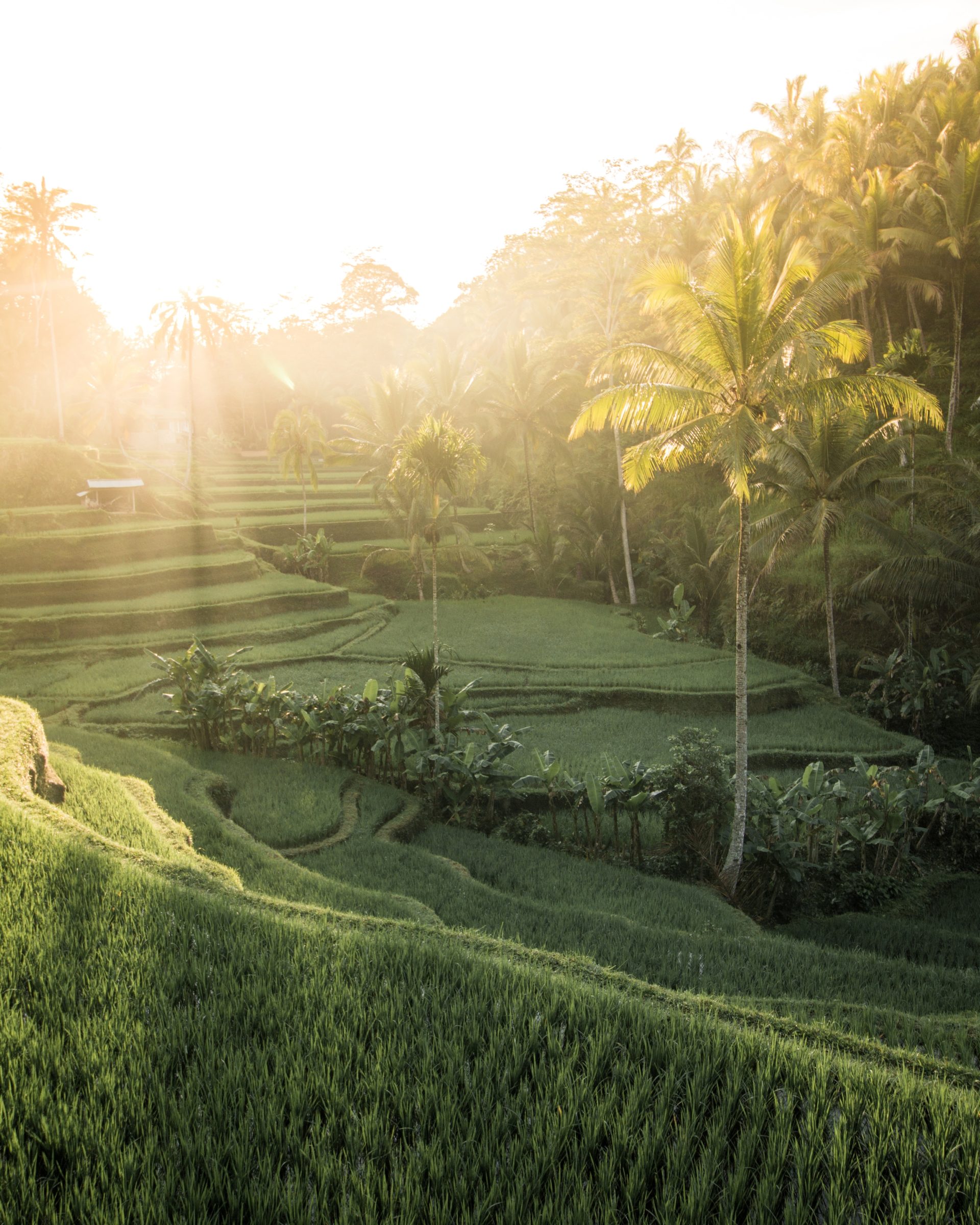 Bezoek rijstvelden op surfkamp op Bali